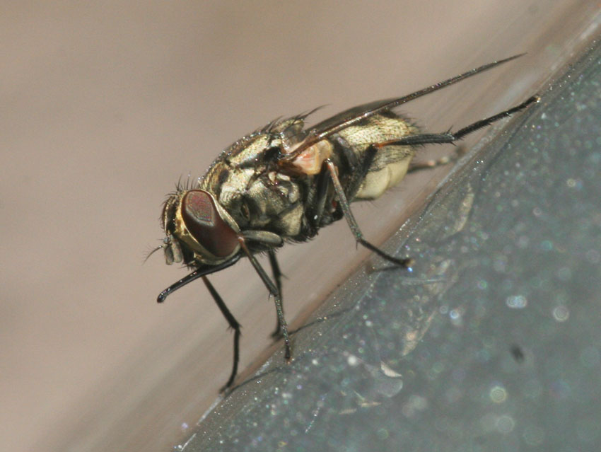 Mosca ematofaga: Somoxys calcitrans